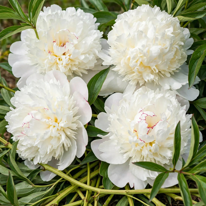 PEONY CHARLIES WHITE - White - 100 Stems