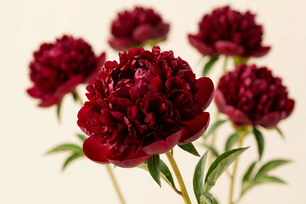 PEONY CHRISTMAS VELVET - Dark Red - 100 Stems