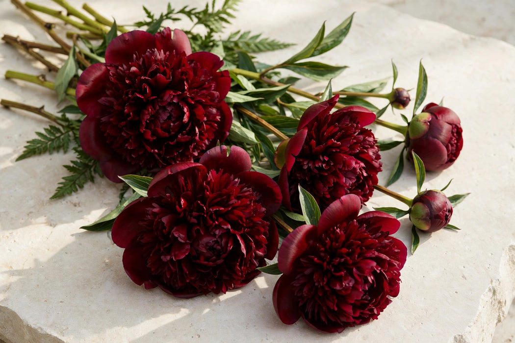 PEONY CHRISTMAS VELVET / DK RED 50-60cm - Red - 60 Stems