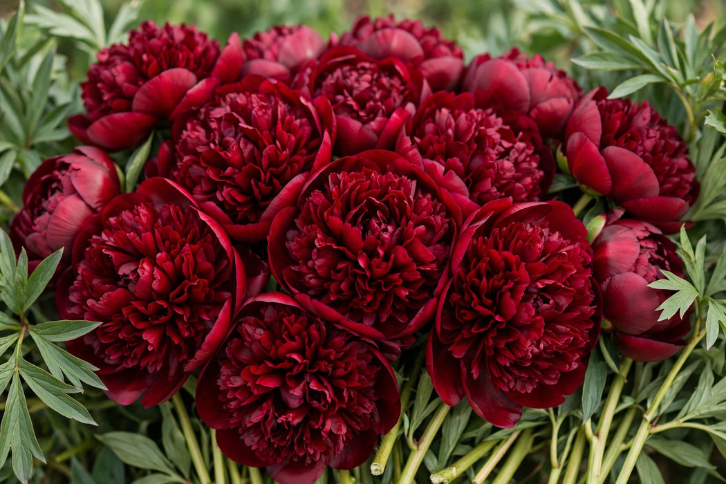 PEONY CHRISTMAS VELVET 55cm - 60 Stems