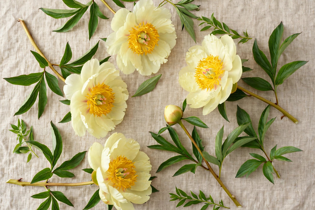 PEONY CLAIRE DE LUNE 50cm - 60 Stems