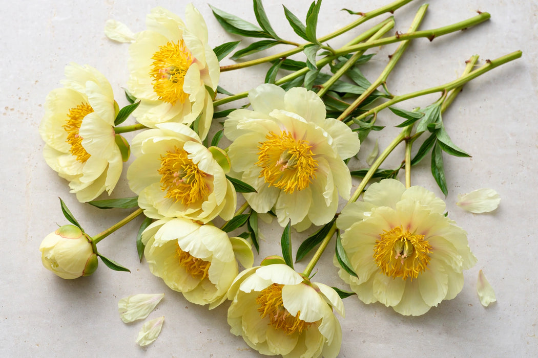 PEONY CLAIRE DE LUNE 55cm - 60 Stems