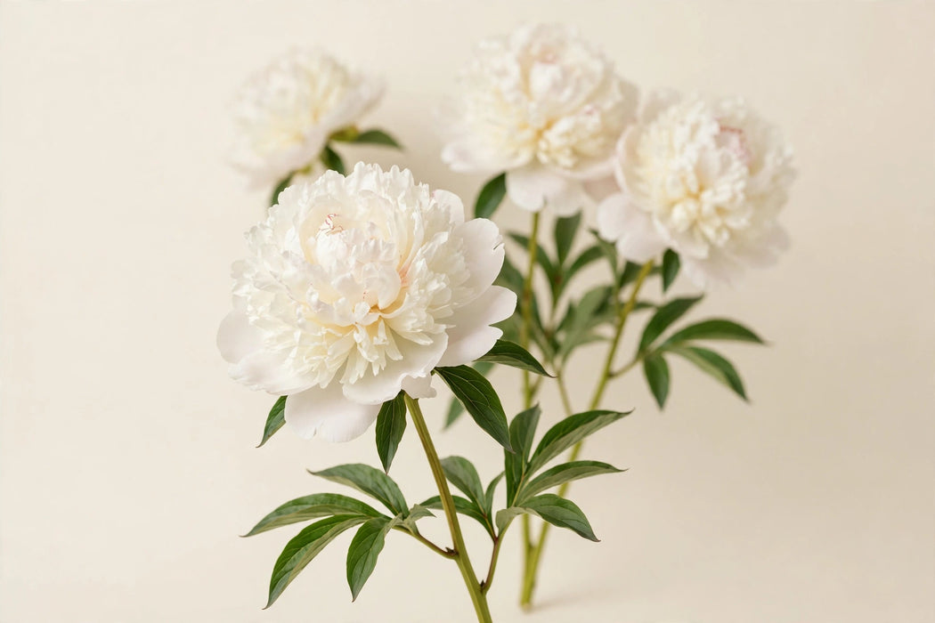 PEONY CLAUDE TAIN WHITE 55cm - White - 60 Stems