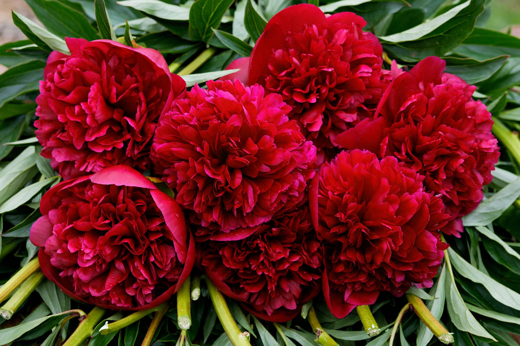 PEONY COMMAND PERFORMANCE - Light Red - 100 Stems