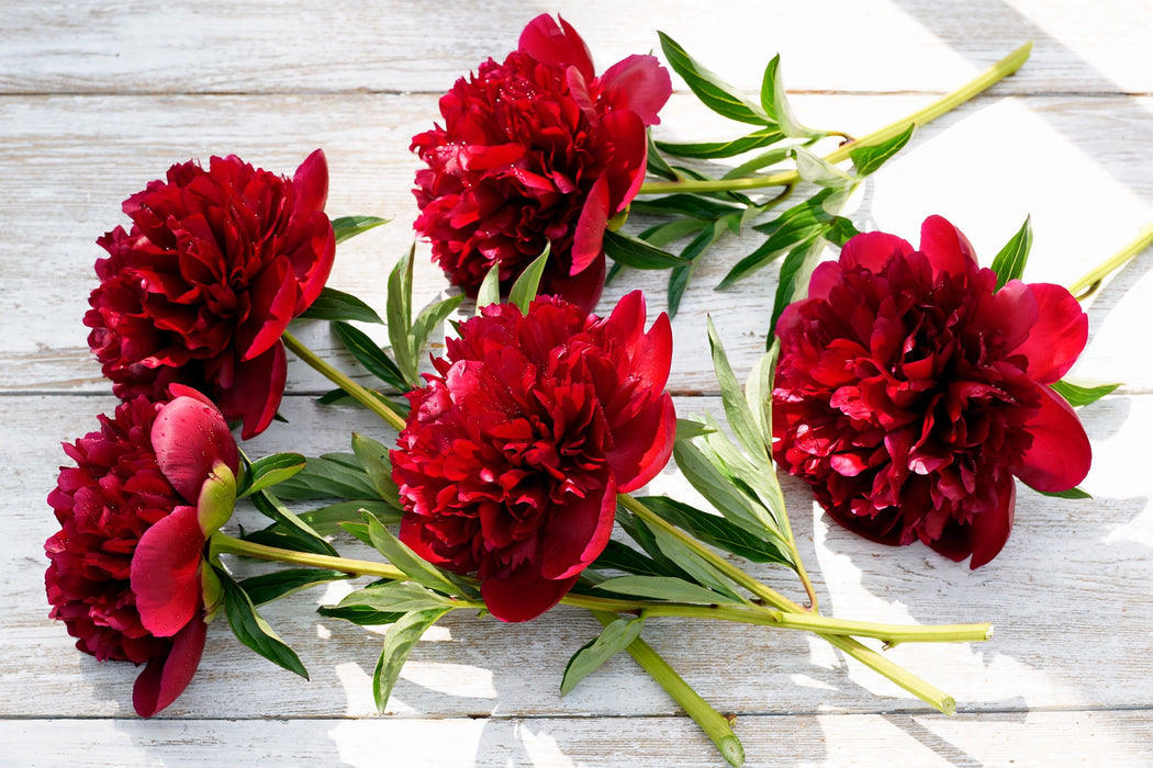 PEONY COMMAND PERFORMANCE 45cm - 60 Stems