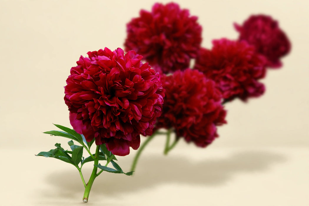 PEONY COMMAND PERFORMANCE 55cm - 60 Stems