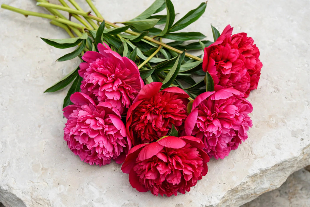 PEONY COMMAND PERFORMANCE CERISE 45cm - Cerise - 100 Stems