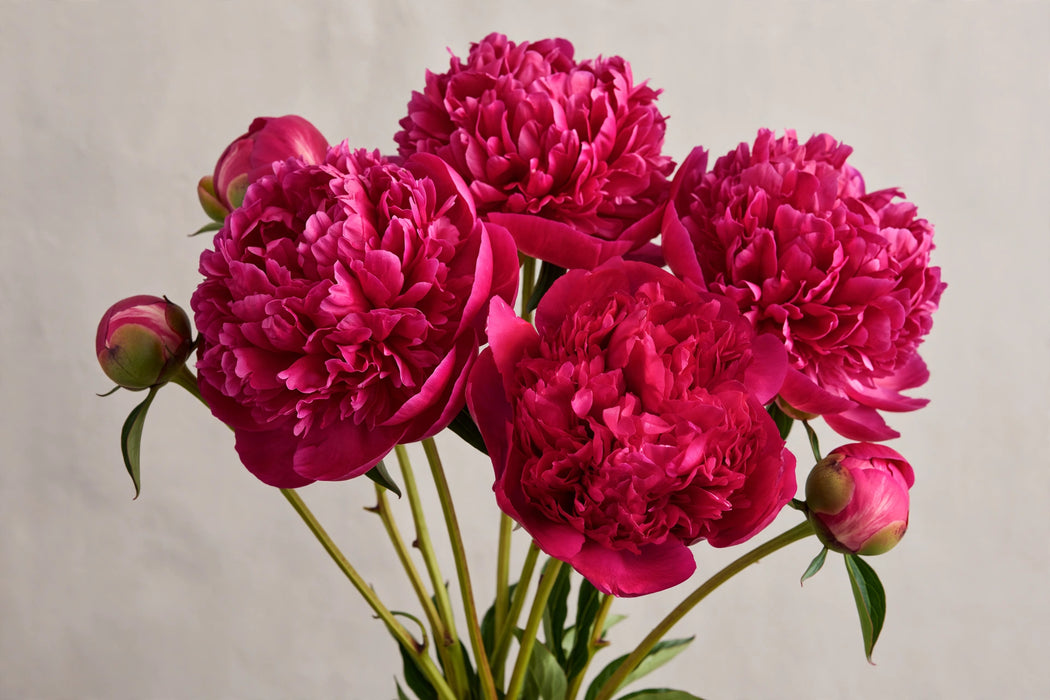 PEONY COMMAND PERFORMANCE DK PINK 50cm - Pink - 100 Stems