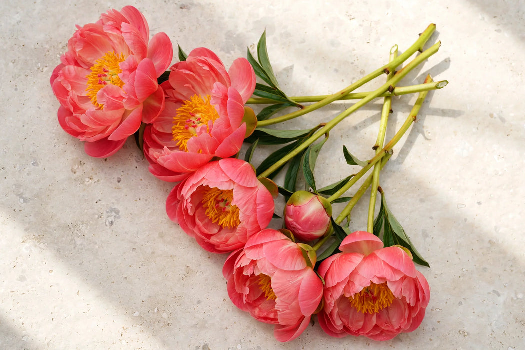 PEONY CORAL CHARM 40cm - Coral - 60 Stems
