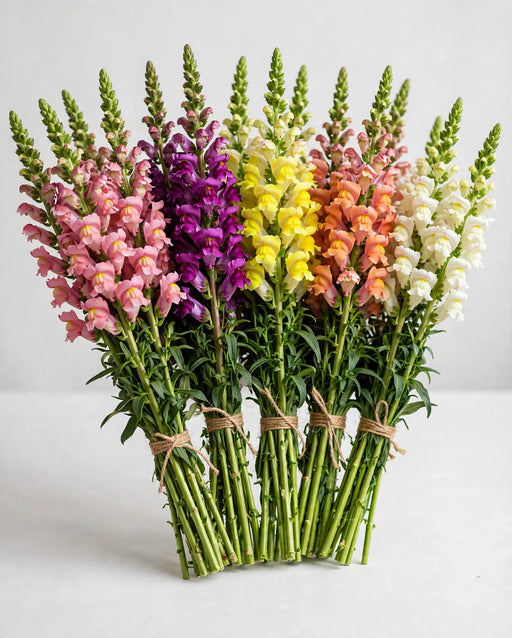 Snapdragon Asst. 90cm 14BU/BX