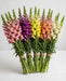 Snapdragon Asst. 90cm 14BU/BX