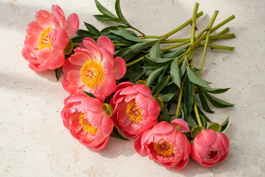 PEONY CORAL CHARM 50cm - Coral - 60 Stems