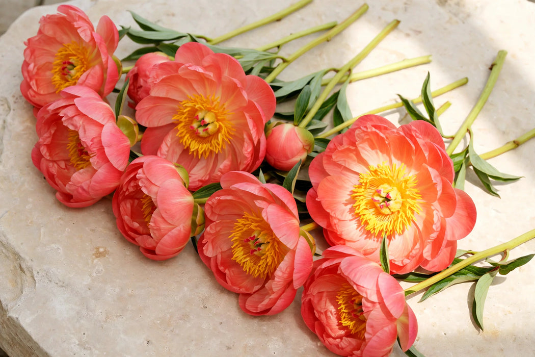 PEONY CORAL CHARM 50cm - Salmon - 60 Stems