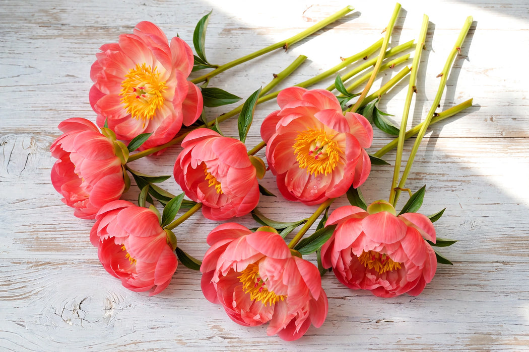 PEONY CORAL CHARM EX 60cm - Coral - 100 Stems