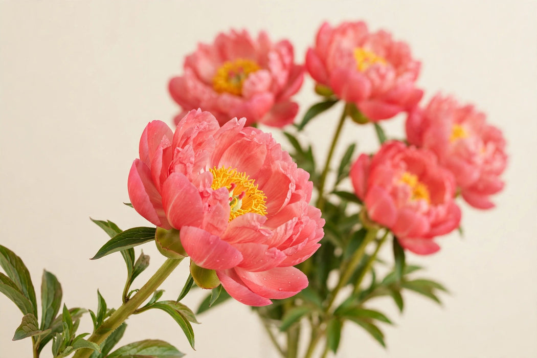 PEONY CORAL CHARM EX 60cm - Coral - 60 Stems