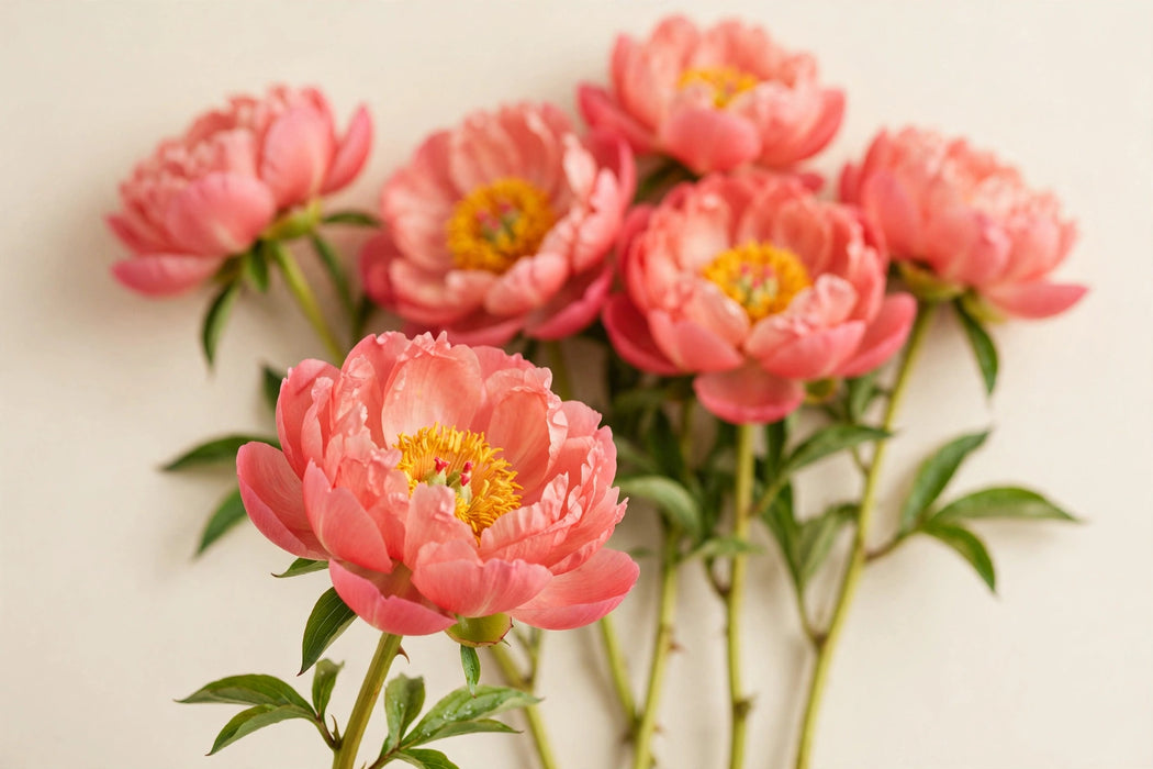 PEONY CORAL SUNSET 50cm - Salmon - 100 Stems