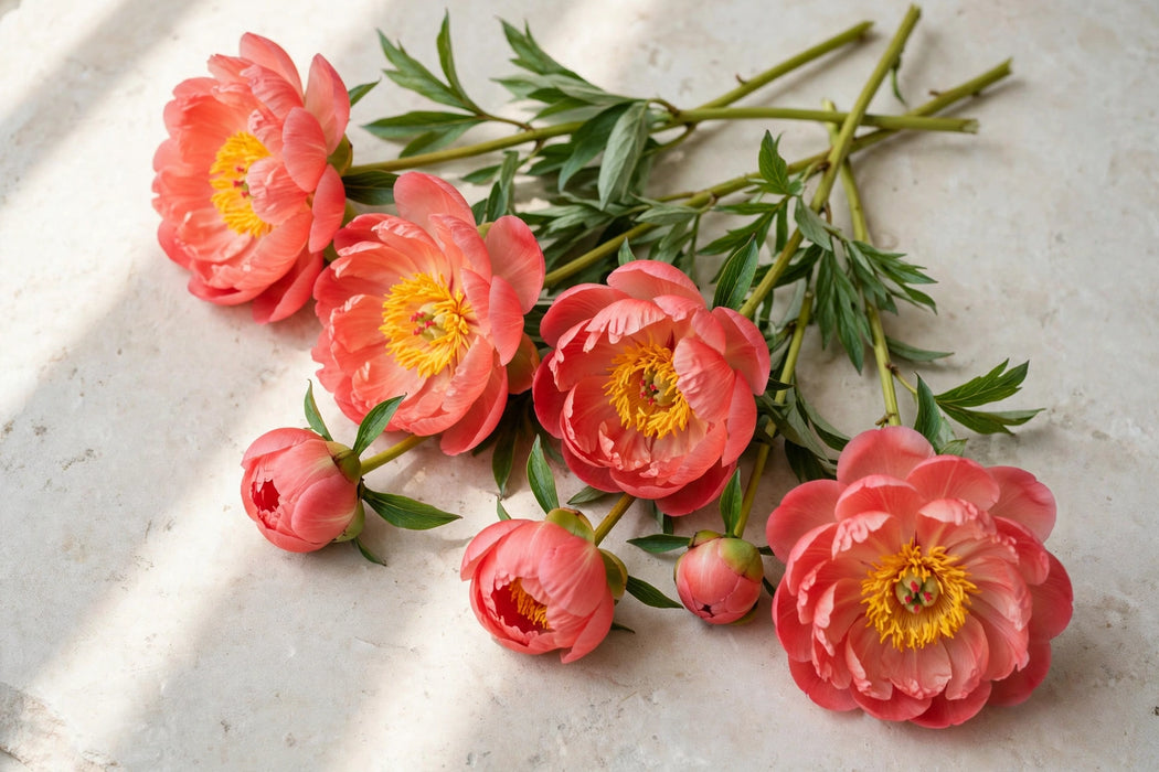 PEONY CORAL SUNSET 55cm - Salmon - 100 Stems