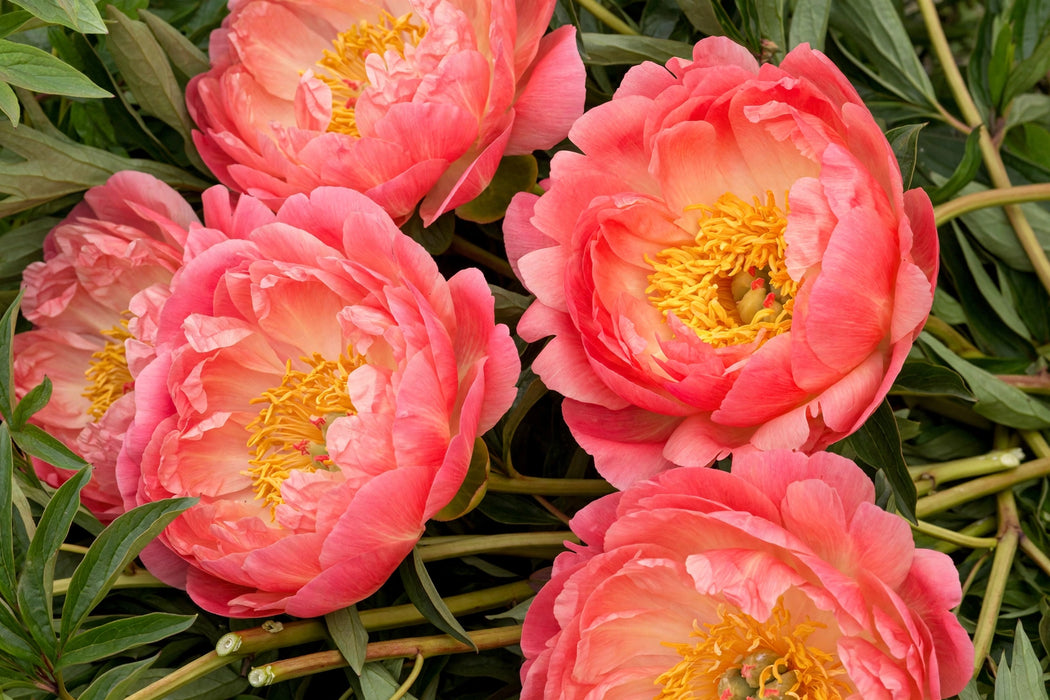 PEONY CORAL SUNSET 60 C,M - Coral - 60 Stems