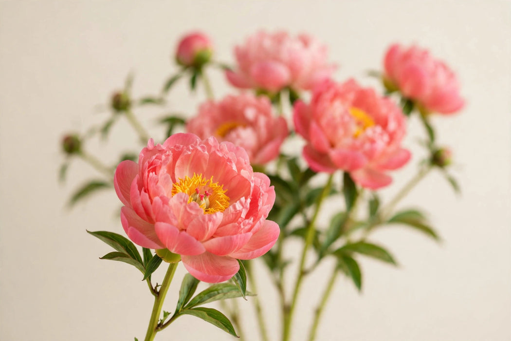 PEONY CORAL SUNSET 60cm - Coral - 100 Stems