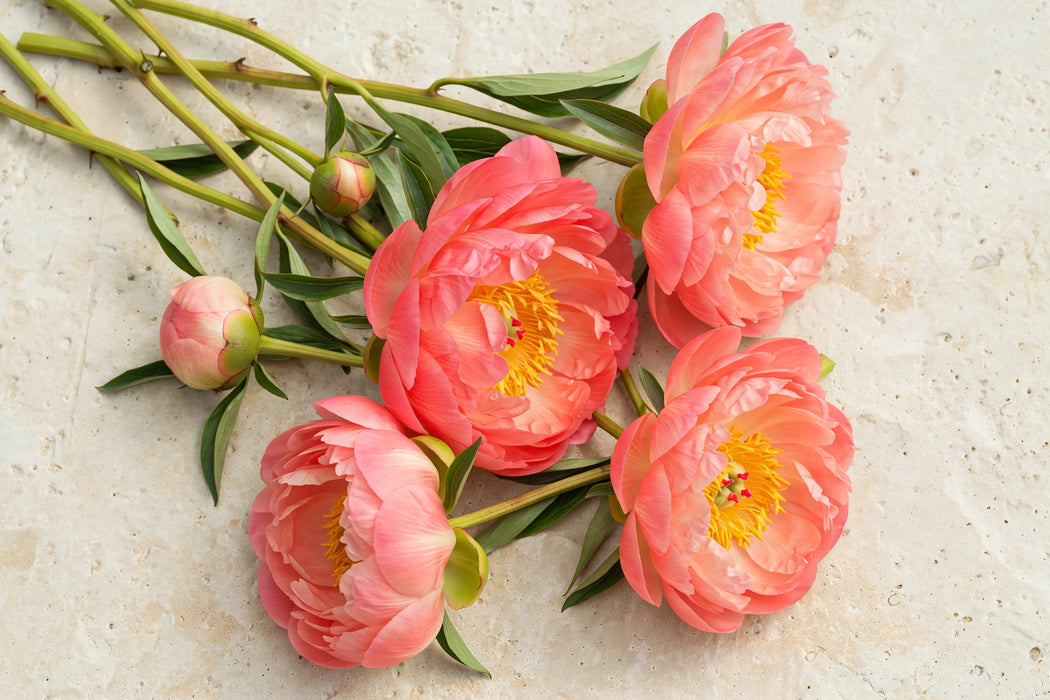 PEONY CORAL SUNSET 60cm - Salmon - 100 Stems
