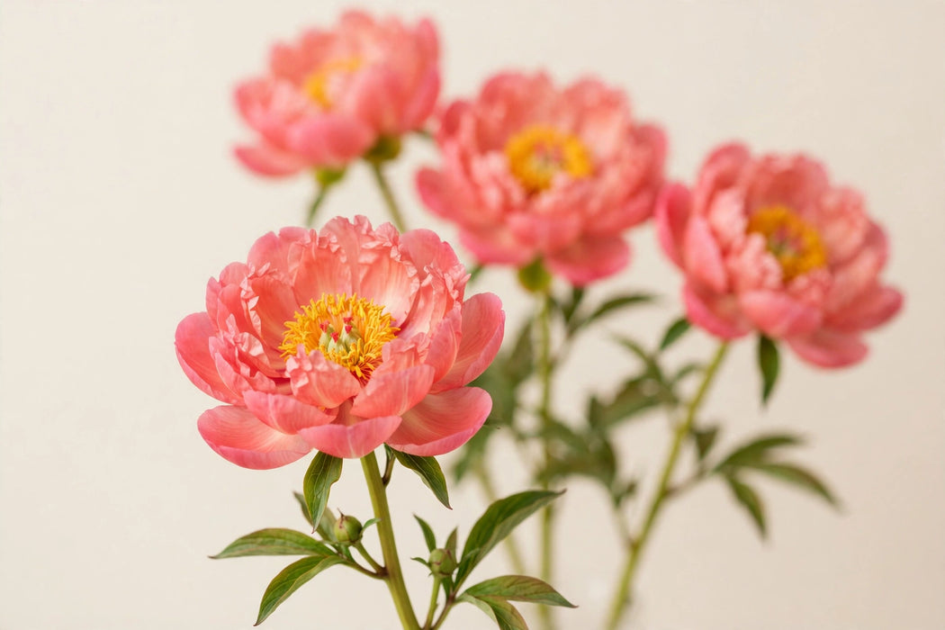 PEONY CORAL SUNSET SUPERS 60cm - Coral - 60 Stems