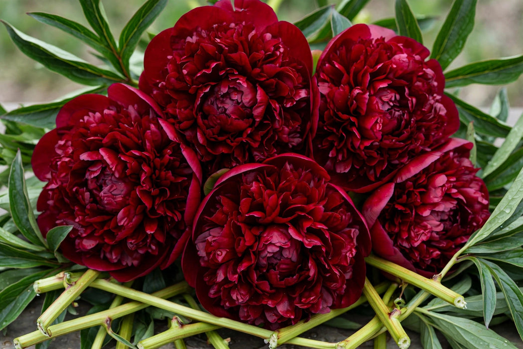 PEONY DIANA PARKS - Dark Red - 100 Stems