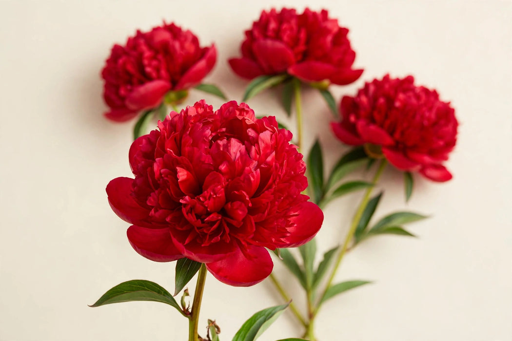 PEONY DIANA PARKS / RED 50cm - Red - 60 Stems