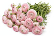 The Ranunculus Collection - Ranunculus Light Pink 30-40CM (100 STEMS / BX)