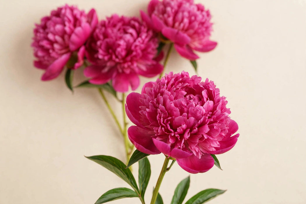 PEONY DR A FLEMING 45cm - Dark Pink - 100 Stems