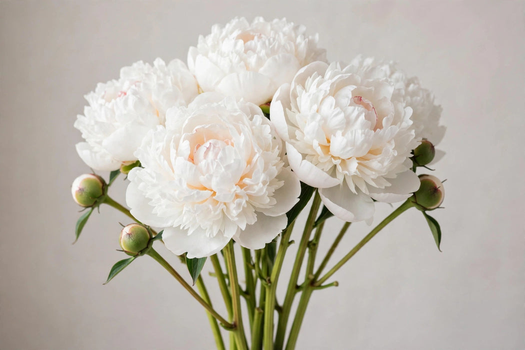 PEONY DR BRETHOUR EXTRA TRADE WHITE 60cm - White - 60 Stems