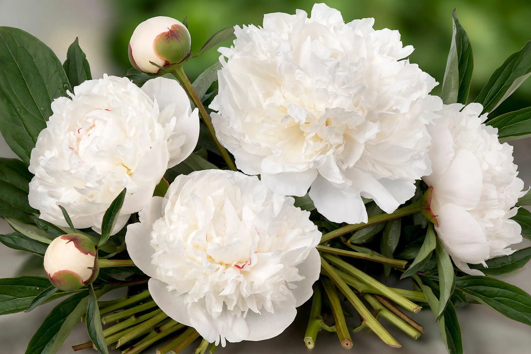 PEONY DR BRETHOUR EXTRA WHITE 60cm - White - 60 Stems