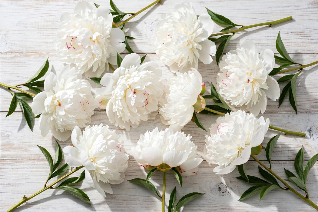 PEONY DR BRETHOUR SUPER WHITE 60cm - White - 60 Stems