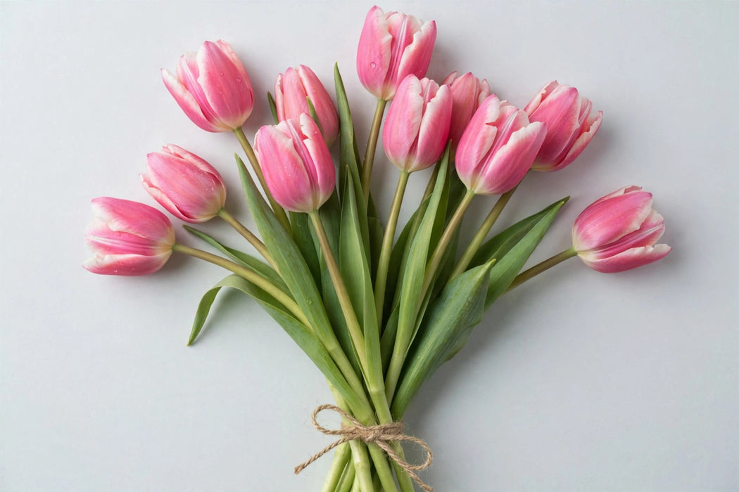 Tulip Collective - Milkshake 40cm 35gr (50 STEMS / BX)