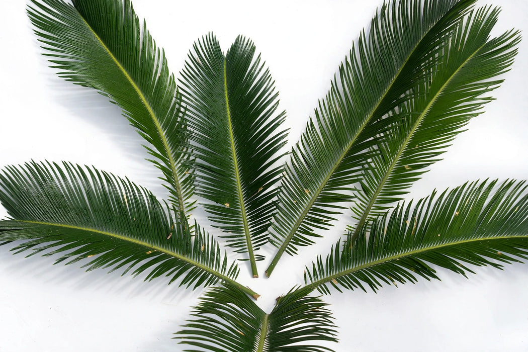 Next Day Delivery - Sago Palm 25BU/BX