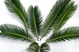 Next Day Delivery - Sago Palm 25BU/BX