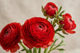 Ranunculus Flower Collection - Ranunculus Red 50-60CM (120 STEMS / BX)