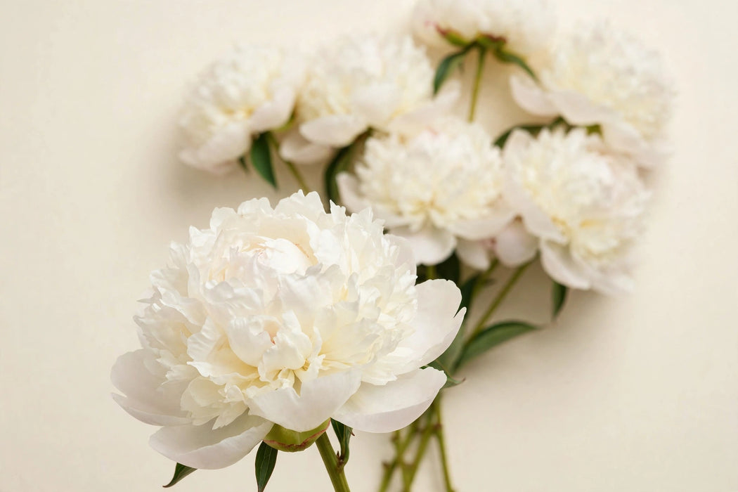 PEONY DUCHESS 40cm - 60 Stems