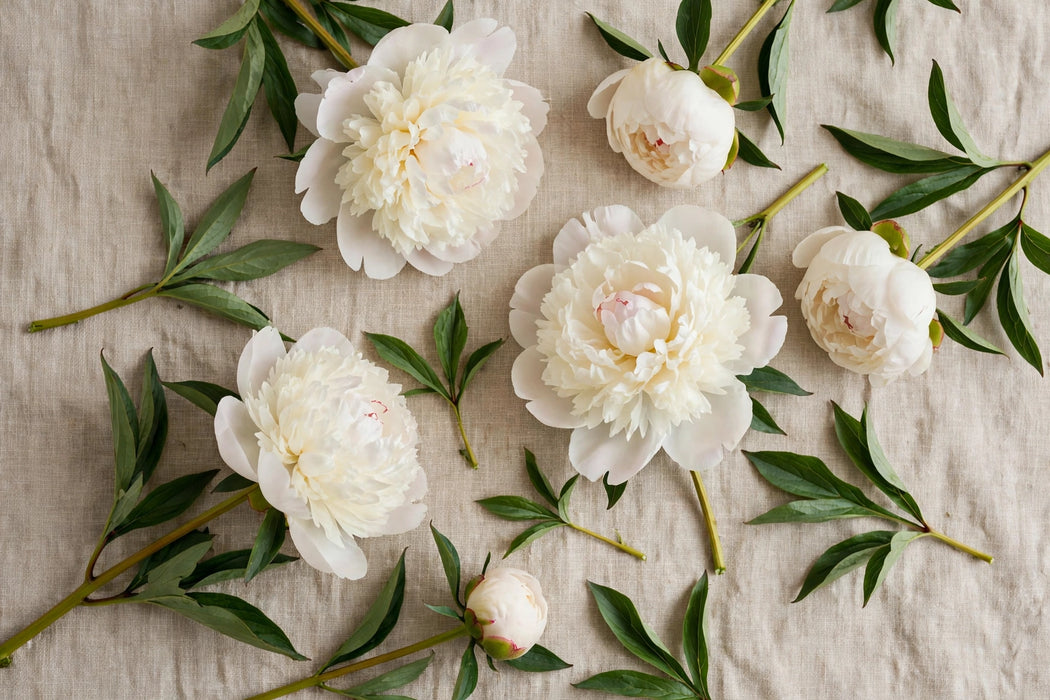PEONY DUCHESS 50cm - 60 Stems