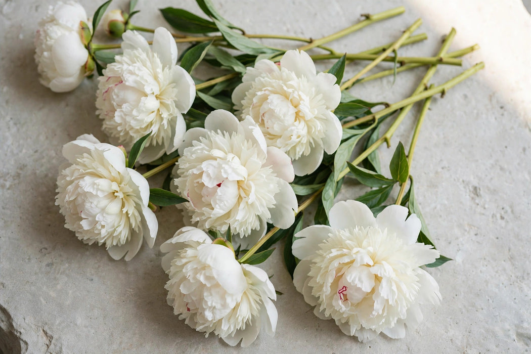 PEONY DUCHESS 55cm - 100 Stems