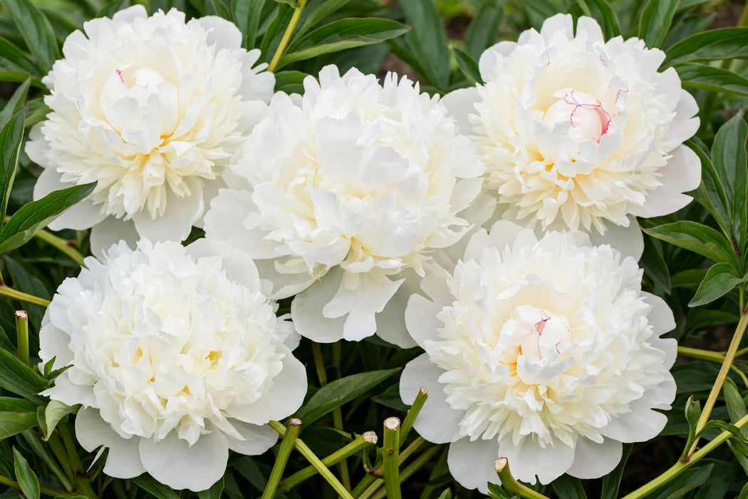 PEONY DUCHESS EX 60cm - 60 Stems