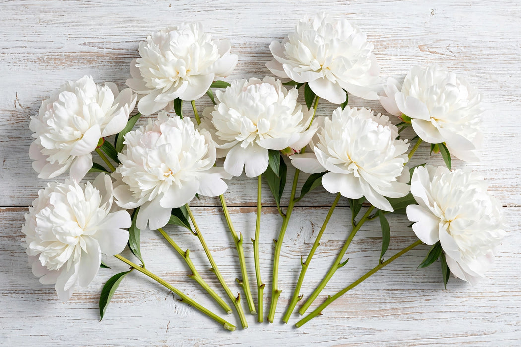 PEONY DUCHESS WHITE 60cm - White - 60 Stems