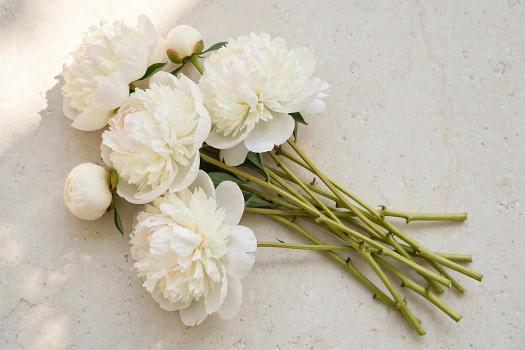 PEONY DUCHESSE 60cm - 60 Stems