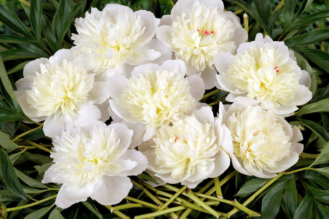 PEONY DUCHESSE DE NEMOUR - 100 Stems