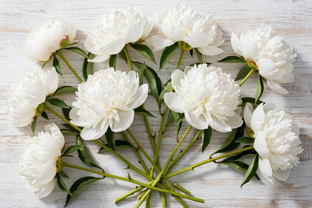 PEONY DUCHESSE DE NEMOURS / WHITE 50-60cm - White - 100 Stems
