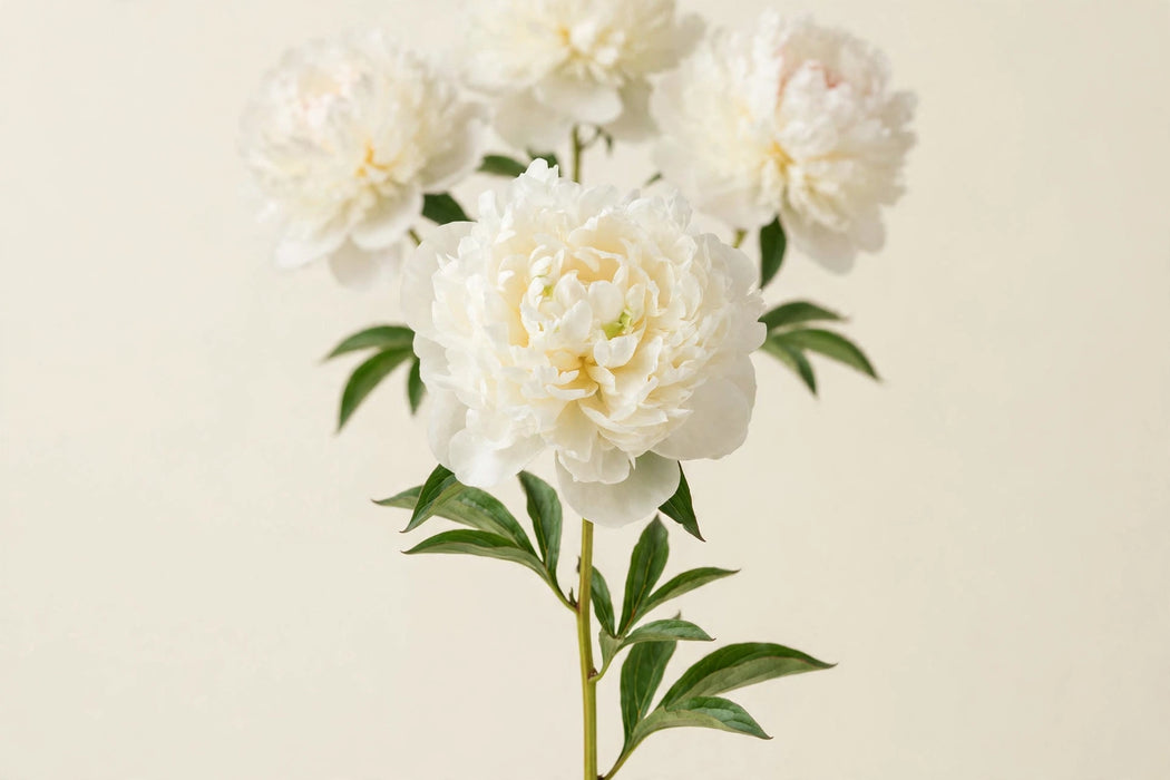 PEONY DUCHESSE DE NEMOURS 50cm - 60 Stems