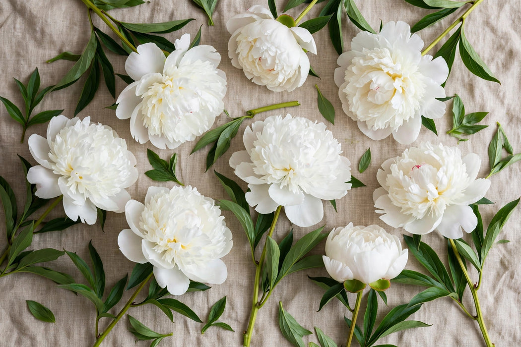 PEONY DUCHESSE DE NEMOURS 50cm - White - 100 Stems