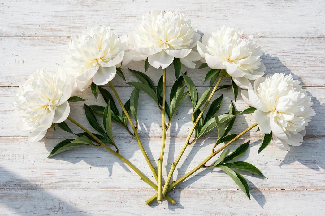 PEONY DUCHESSE DE NEMOURS 60cm - White - 100 Stems
