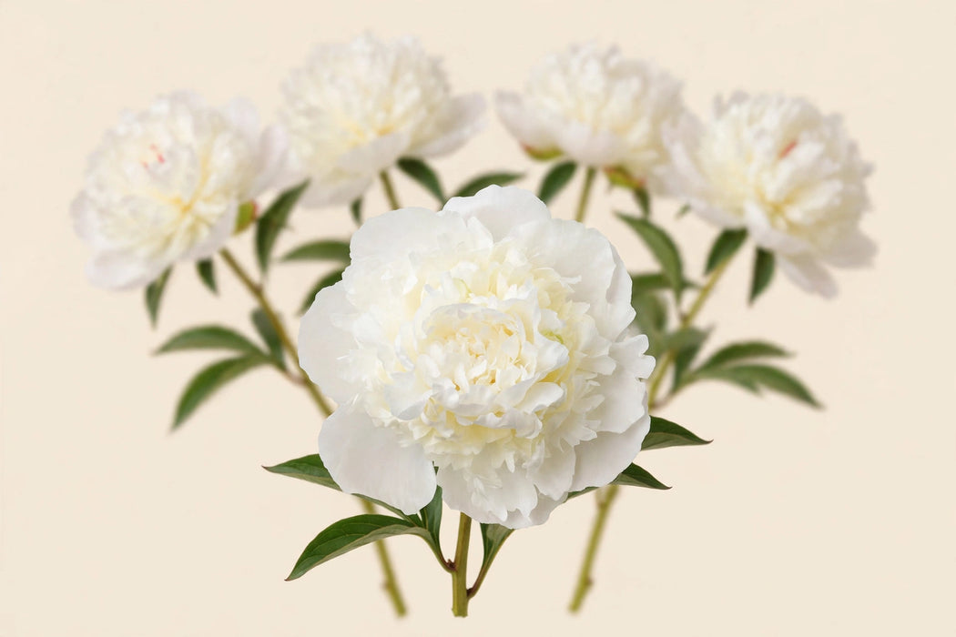 PEONY DUCHESSE DE NEMOURS EXTRA 60cm - 60 Stems