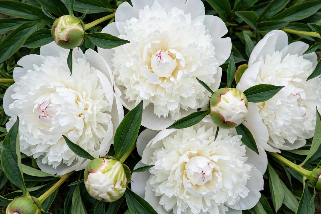 PEONY DUCHESSE DE NEMOURS SUPER HUGE BUDS - White - 100 Stems