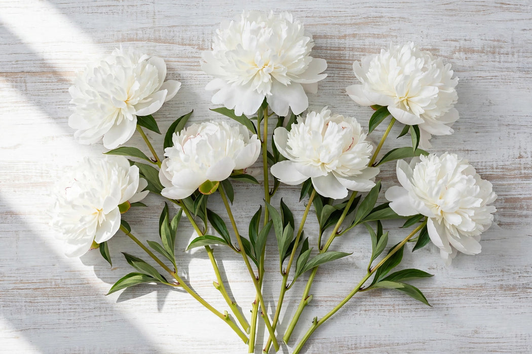 PEONY DUCHESSE DE NEMOURS WHITE 60cm - White - 60 Stems